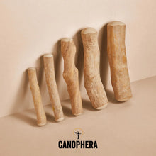 Load image into Gallery viewer, CANOPHERA COFFEE TREE DOG STICK LARGE