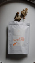 Load image into Gallery viewer, DOGGO HEARTS FREEZE-DRIED QUAIL HATCHLINGS SM 6PK