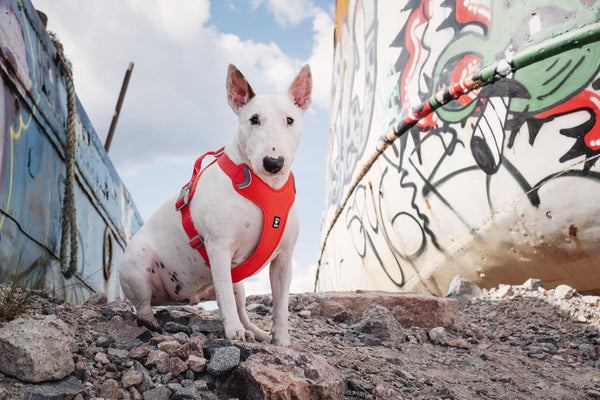 Hurtta new arrivals collection harness