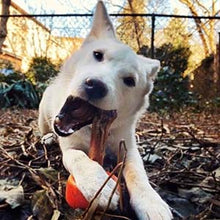 Load image into Gallery viewer, BULLY GRIP HOLDER ORANGE MEDIUM