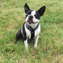 Load image into Gallery viewer, COOLER DOG COOLING VEST+COLLAR GREY EXTRA SMALL