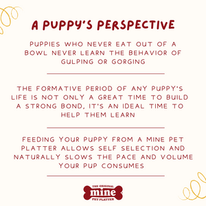 MINE PET PLATTER BONE LG