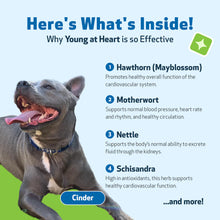 Load image into Gallery viewer, PET WELLBEING YOUNG AT HEART 4OZ
