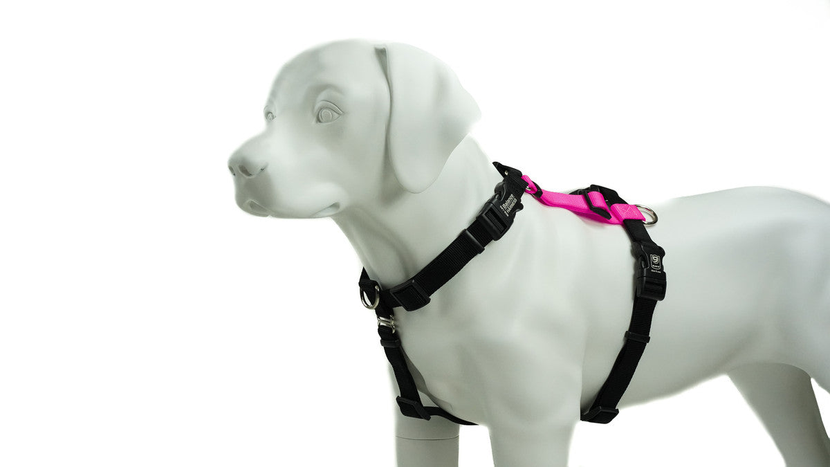How to put a top paw harness on a dog top