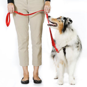 BLUE9 MULTI-FUNCTION LEASH SKY BLUE SMALL/MEDIUM 6'X5/8"