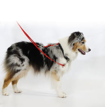 Load image into Gallery viewer, BLUE9 MULTI-FUNCTION LEASH PURPLE SMALL/MEDIUM 6&#39;X5/8&quot;

