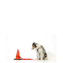 Load image into Gallery viewer, BLUE9 MULTI-FUNCTION LEASH PURPLE SMALL/MEDIUM 6&#39;X5/8&quot;

