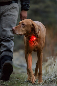 RUFFWEAR THE BEACON