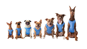 GF PET ELASTOFIT ICE VEST LG