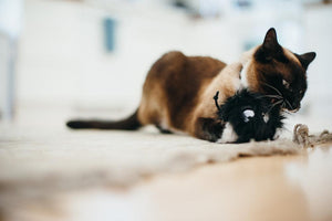 PLAY FELINE FRENZY FRISKY FURBALL